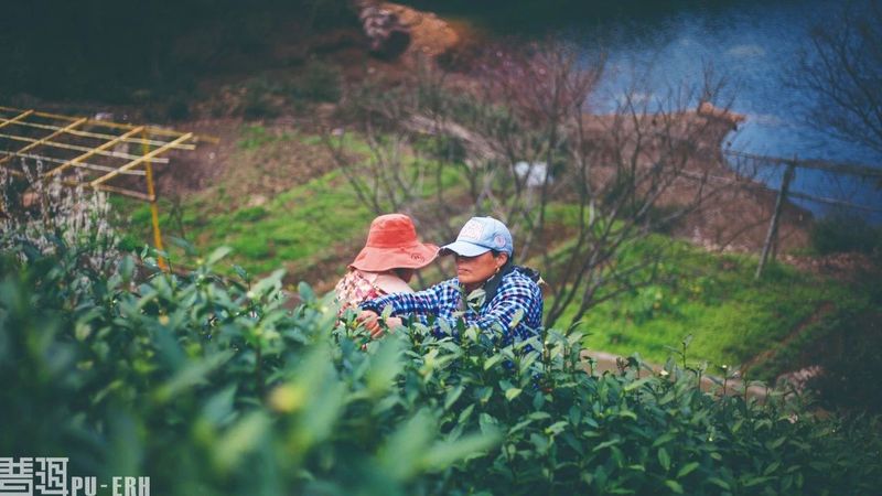 普洱茶与微生物的秘语