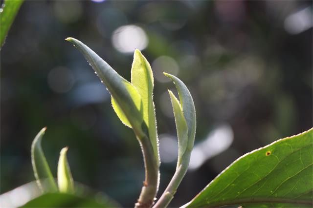 普洱头春茶是什么意思