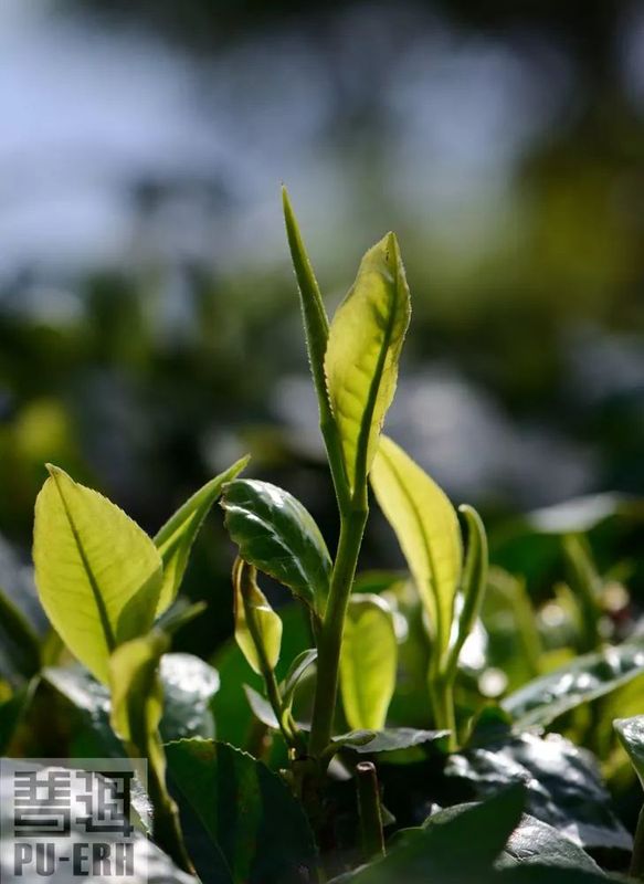 墨江：北回归线上最大的生态茶园