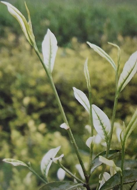 白化茶特质调控——劣质调控