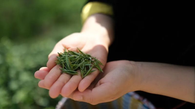 劳动节，一杯茶，敬茶人！