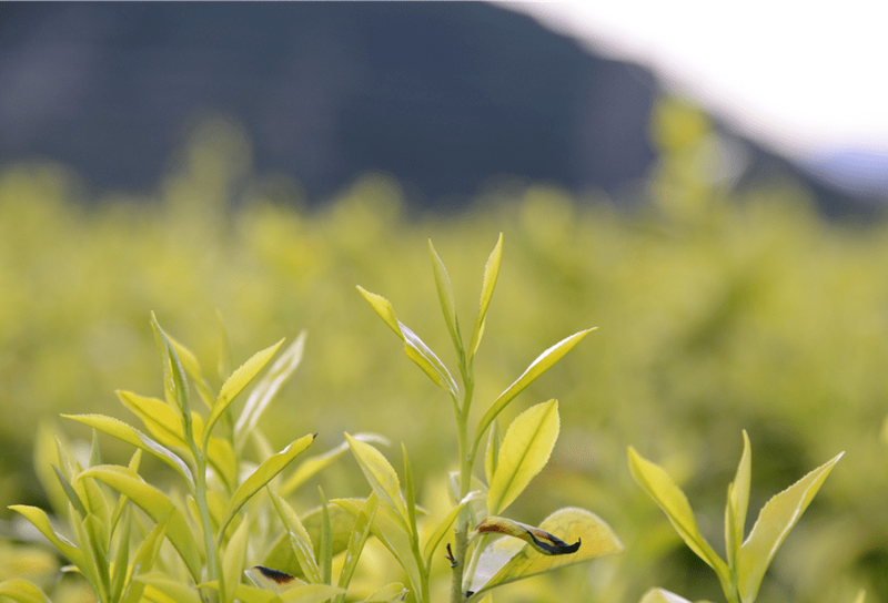 乌龙茶 ：凤凰单丛茶的蜜兰香型有哪些