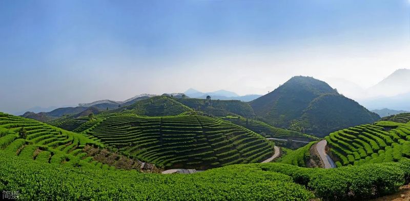 乌龙茶：凤凰单丛茶的大概情况是怎样的