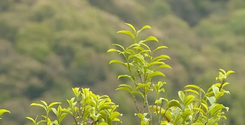 乌龙茶：凤凰单丛茶的大概情况是怎样的