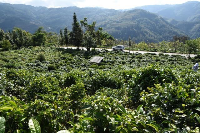 怎样判断自己喜欢那个产区的普洱茶？