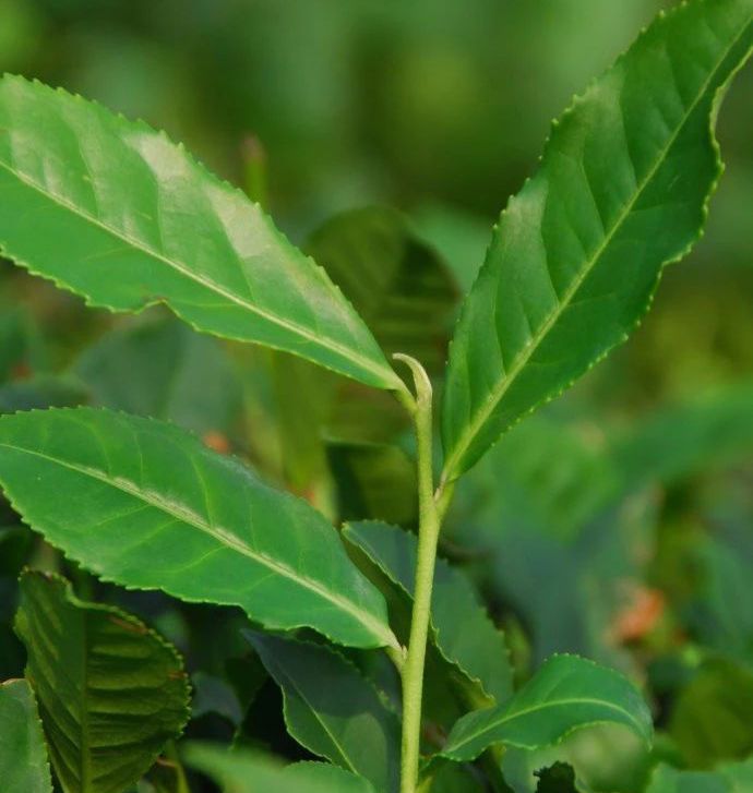 诞生于仙境月寨，茶香幽如栀子花:铁观音的“弟弟”——本山茶