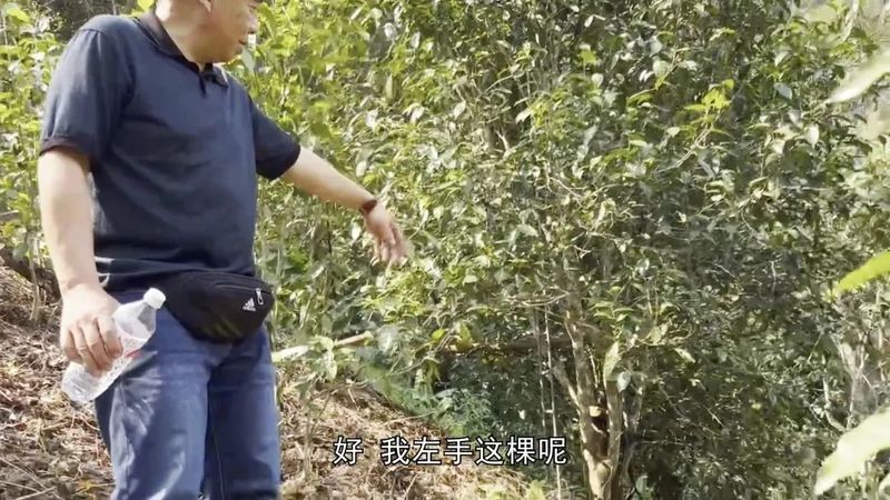 老徐谈茶：老徐带你了解生长在原始森林里的同庆河乔木茶是什么样的？