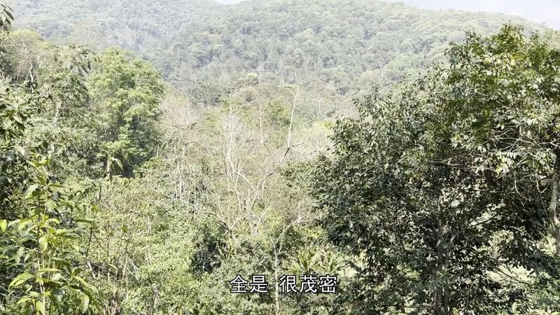 老徐谈茶：老徐带你了解生长在原始森林里的同庆河乔木茶是什么样的？