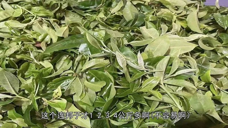 老徐谈茶：老徐带你了解生长在原始森林里的同庆河乔木茶是什么样的？