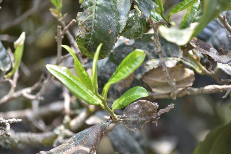 濮人部落：古茶树最初的主人，云南最早的茶农