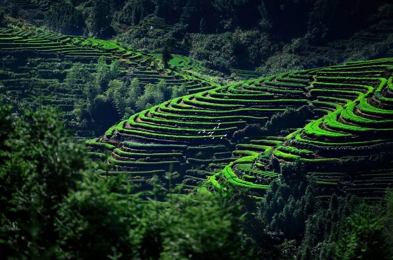 高山明珠，茶中珎品