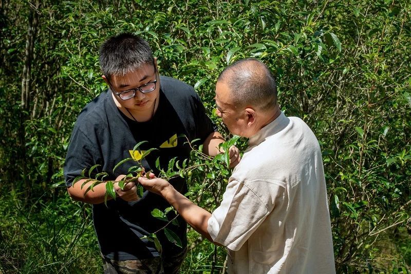 高山明珠，茶中珎品