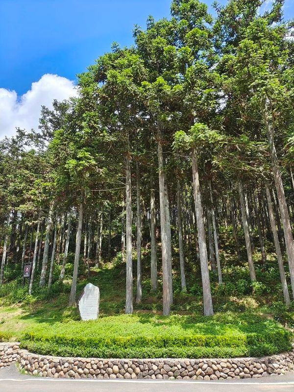 高山明珠，茶中珎品