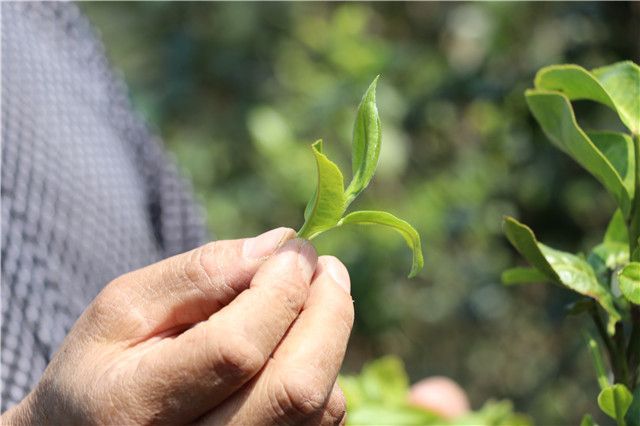 普洱茶营养价值有哪些