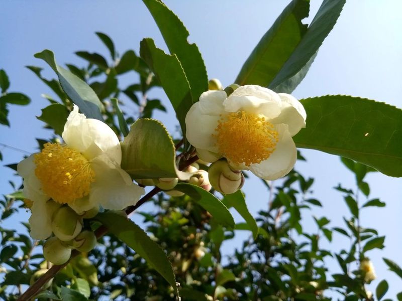 秋冬季节开放的茶树花会有蜜蜂传粉吗？