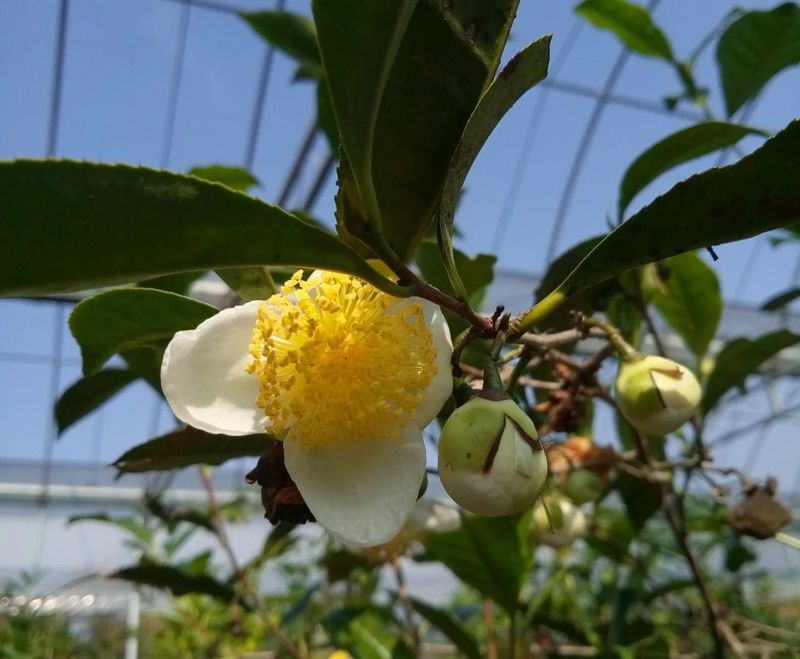 秋冬季节开放的茶树花会有蜜蜂传粉吗？