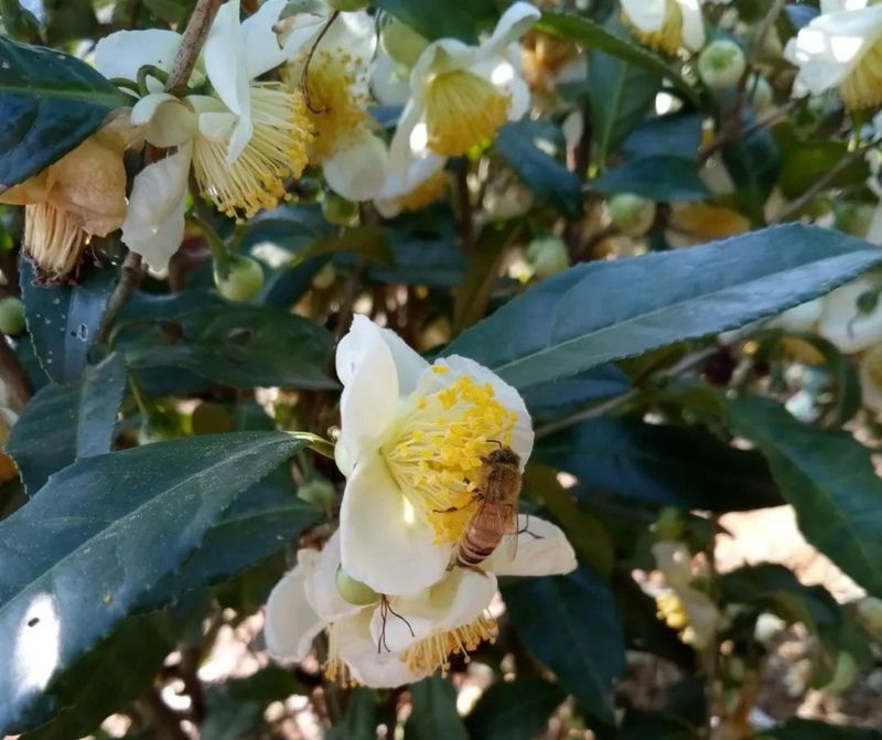 秋冬季节开放的茶树花会有蜜蜂传粉吗？