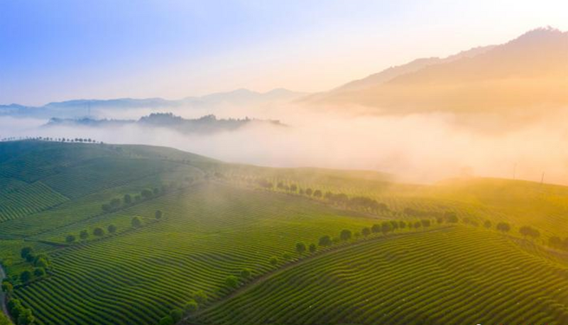 世界非物质文化遗产 中国传统制茶技艺 绿茶篇④——碧螺春茶、信阳毛尖茶、婺源绿茶