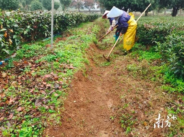 广东茶叶生产预报：下周冷空气到访，粤北茶园注意低温冷害