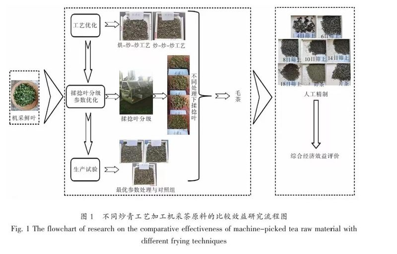 不同炒青工艺加工机采茶原料的比较效益研究