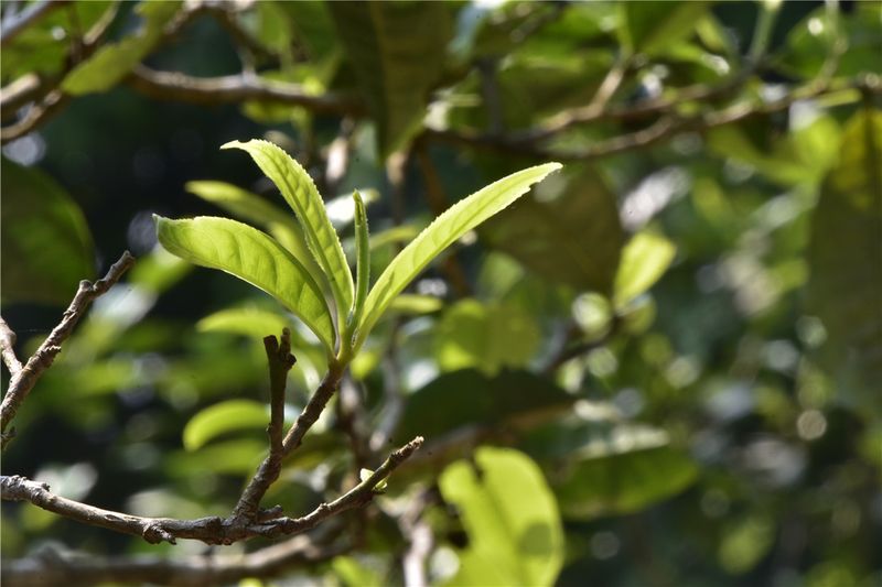 景迈茶源为缪传？三座布朗山传说？濮人创茶录专题答疑与后记