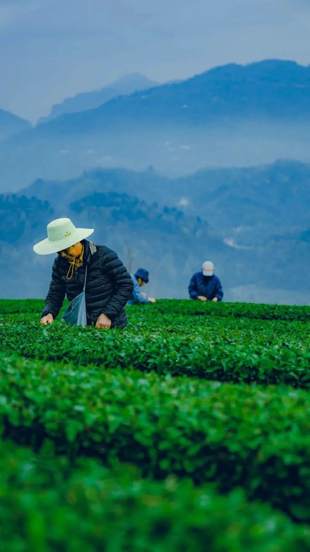 800年楚国文化孕育出来的湖北茶，应是什么颜色？