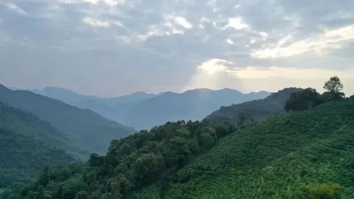 高山云雾出好茶——古茶树