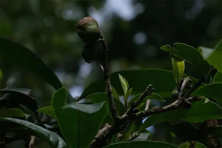 高山云雾出好茶——古茶树