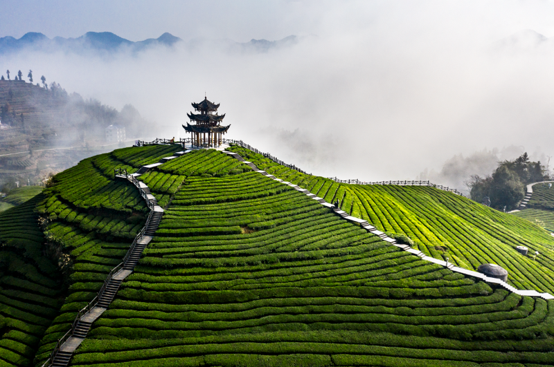 加工技术：优质黑茶渥堆工艺优化