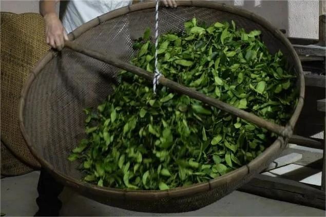 人类非物质文化遗产 中国传统制茶技艺 青茶篇①——铁观音