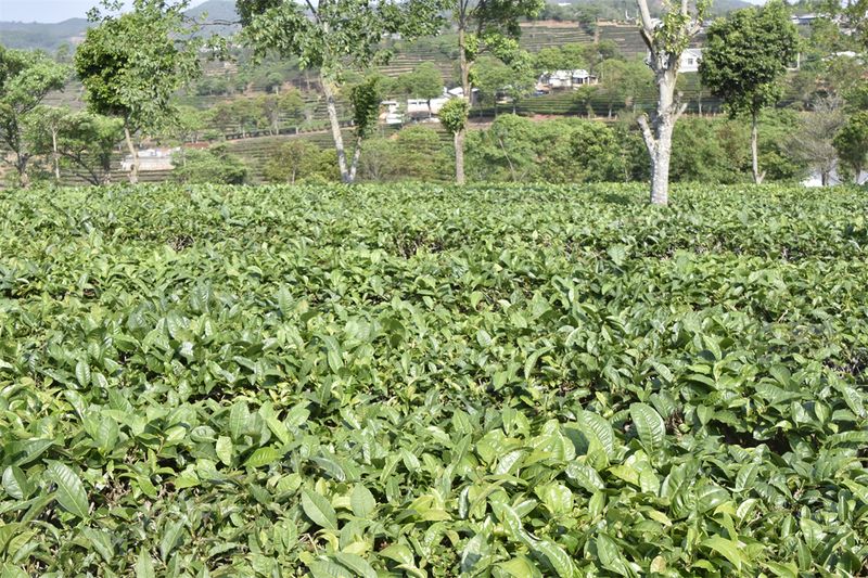 湘西茶农，警惕高温干旱，夏季茶园管理措施