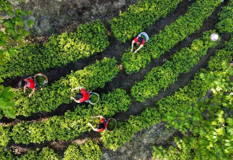 一片叶子尊天下 韵香八方临沧茶（一）