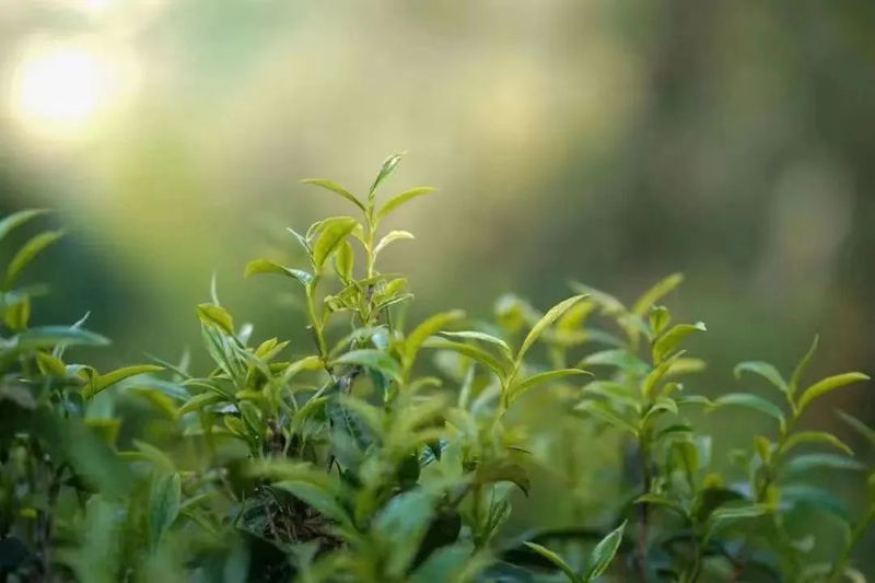 一片叶子尊天下 韵香八方临沧茶（一）