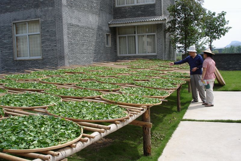 人类非物质文化遗产 中国传统制茶技艺 青茶篇——武夷岩茶（大红袍）