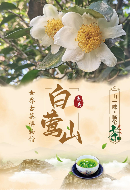 一山一味·临沧茶  云县白莺山：世界古茶博物馆