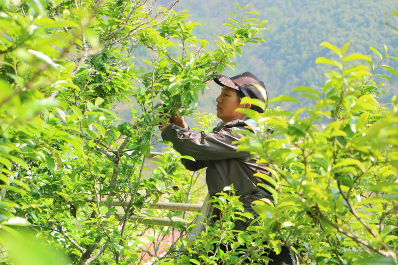 一山一味·临沧茶  云县白莺山：世界古茶博物馆