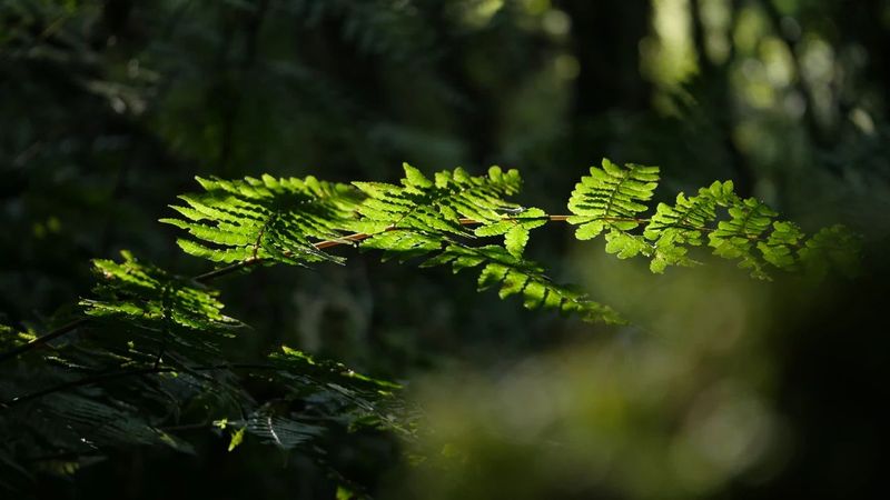 千家寨：比孔子还老的古茶树