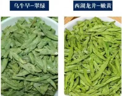 “乌牛早”茶与“西湖龙井”应该怎样鉴别？