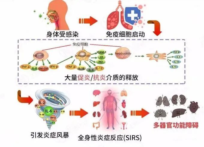 刘仲华院士团队说安化黑茶的调节免疫作用