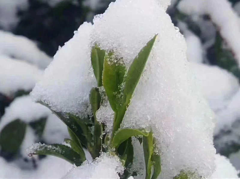 茶树在低温环境下会受到哪些影响？