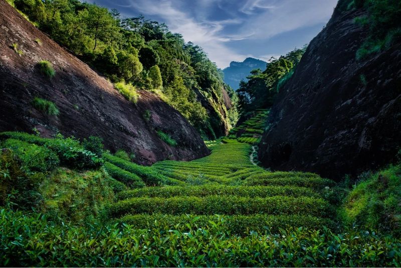 一盏清茶里的武夷山水