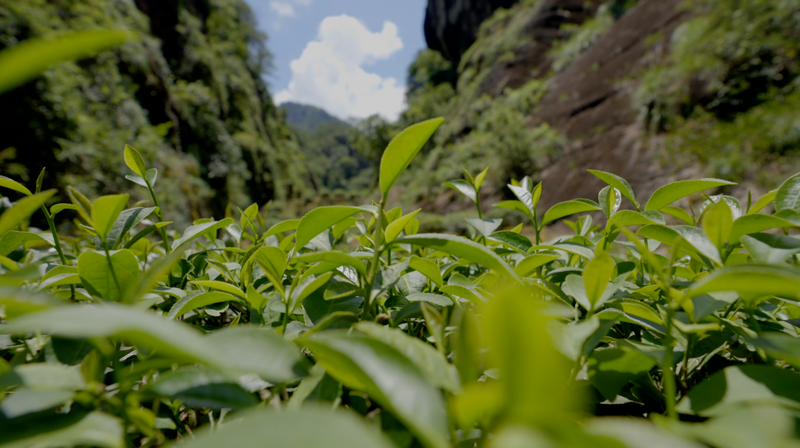 一盏清茶里的武夷山水