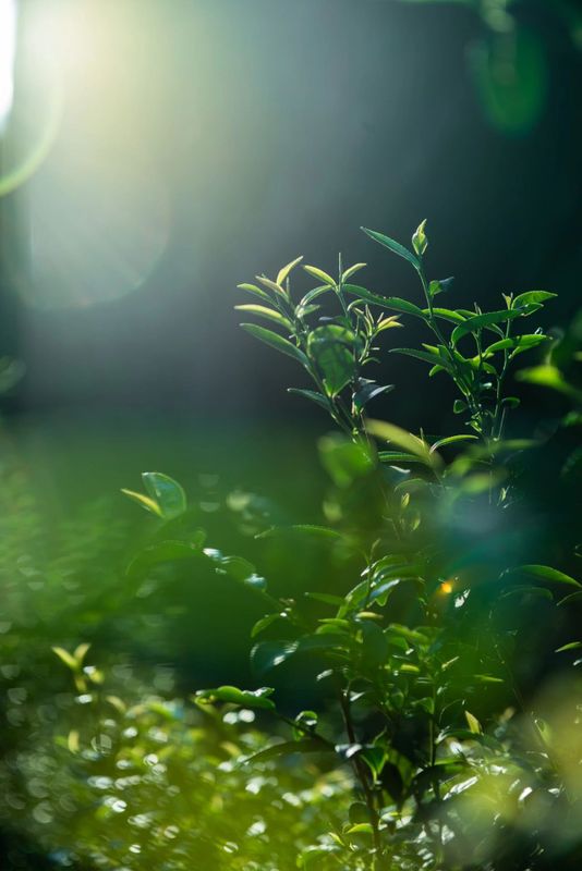 一盏清茶里的武夷山水