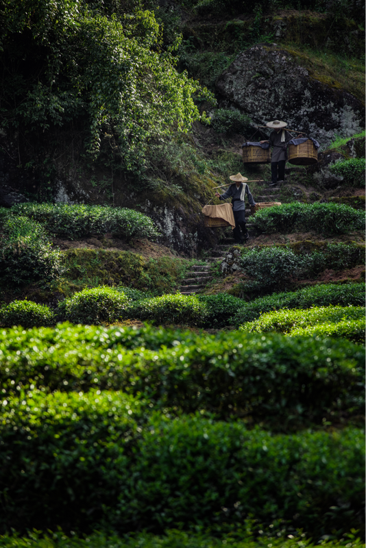 一盏清茶里的武夷山水