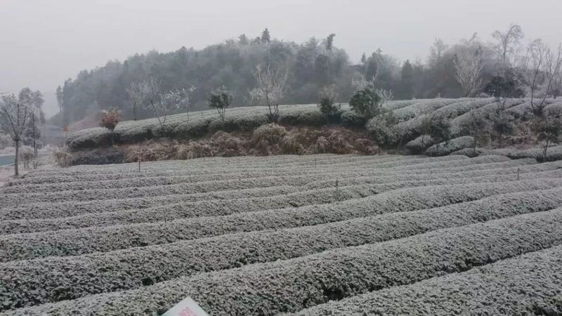 贵州茶园冬管及防寒防冻技术措施