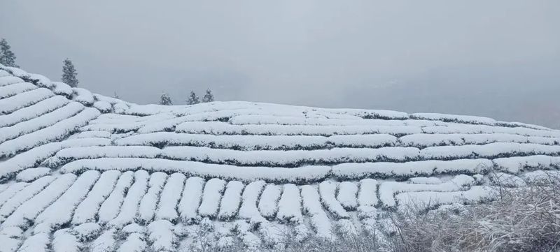 贵州茶园冬管及防寒防冻技术措施