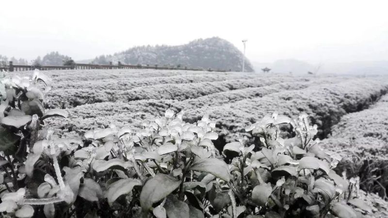 贵州茶园冬管及防寒防冻技术措施