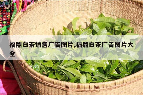 福鼎白茶銷售廣告圖片,福鼎白茶廣告圖片大全-焱起茶業