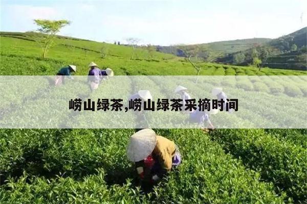 崂山绿茶,崂山绿茶采摘时间